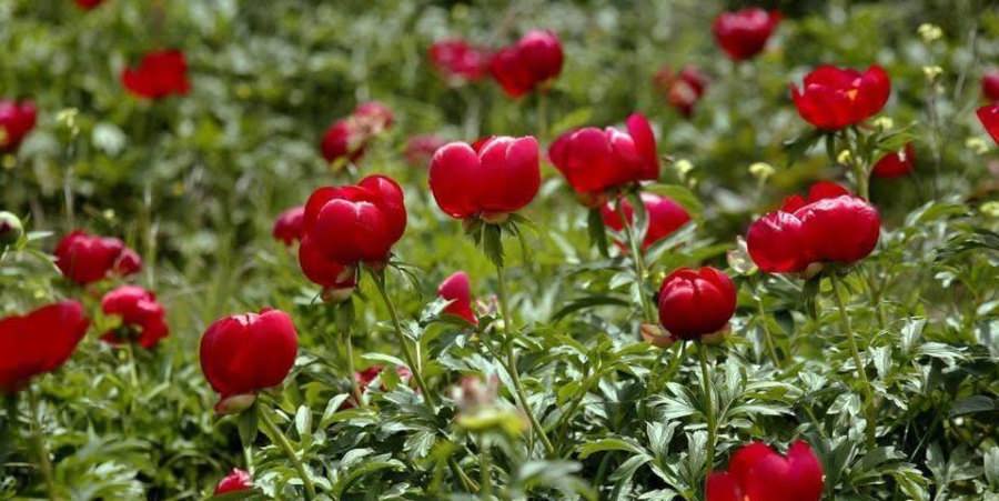 15 mai: Ziua bujorului, floarea națională a României