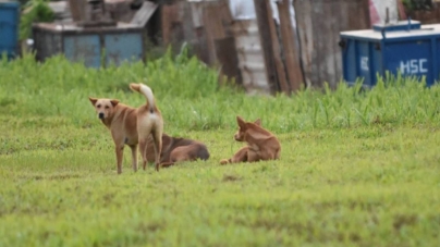 Poliția Animalelor și Primăria Valea Chioarului, acțiune în teren pentru identificarea câinilor nesupravegheați