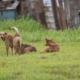 Poliția Animalelor și Primăria Valea Chioarului, acțiune în teren pentru identificarea câinilor nesupravegheați