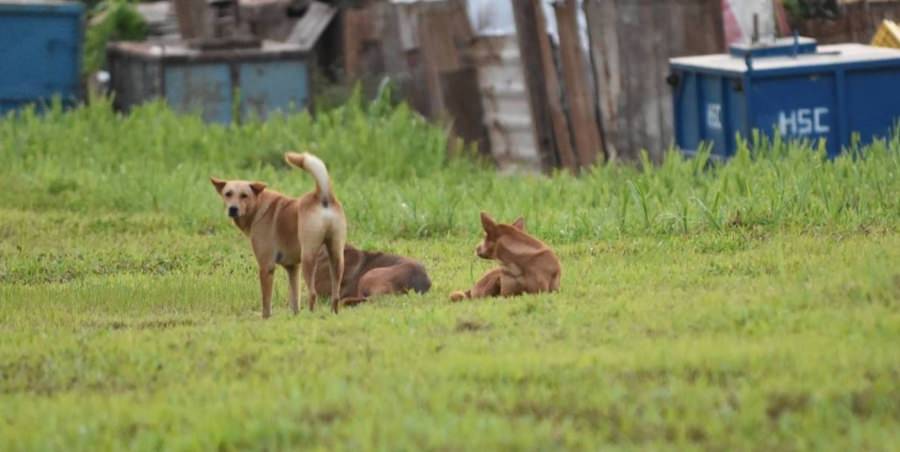 Poliția Animalelor și Primăria Valea Chioarului, acțiune în teren pentru identificarea câinilor nesupravegheați