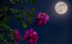 Fenomen astronomic discret în această seară, Luna Plină se află aproape de apogeu