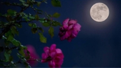 Fenomen astronomic discret în această seară, Luna Plină se află aproape de apogeu