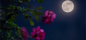 Fenomen astronomic discret în această seară, Luna Plină se află aproape de apogeu