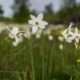 Prognoza meteo Maramureș, luni 25 mai 2026