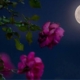 Fenomen astronomic discret în această seară, Luna Plină se află aproape de apogeu