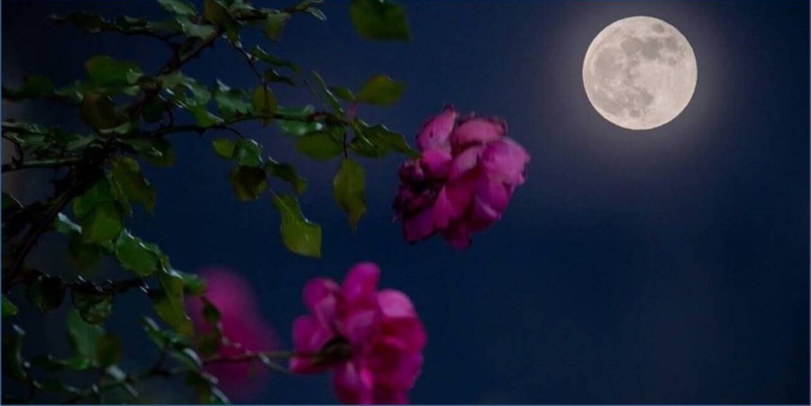Fenomen astronomic discret în această seară, Luna Plină se află aproape de apogeu