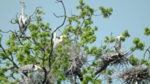 10 mai, Ziua dedicată Păsărilor și Arborilor
