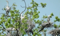 10 mai, Ziua dedicată Păsărilor și Arborilor