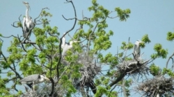 10 mai, Ziua dedicată Păsărilor și Arborilor