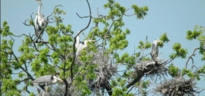 10 mai, Ziua dedicată Păsărilor și Arborilor