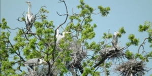 10 mai, Ziua dedicată Păsărilor și Arborilor