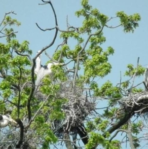 10 mai, Ziua dedicată Păsărilor și Arborilor