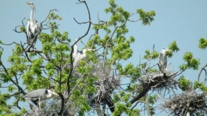 10 mai, Ziua dedicată Păsărilor și Arborilor