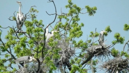 10 mai, Ziua dedicată Păsărilor și Arborilor