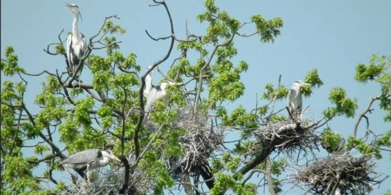 10 mai, Ziua dedicată Păsărilor și Arborilor