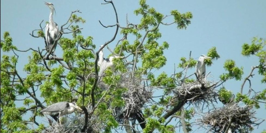 10 mai, Ziua dedicată Păsărilor și Arborilor