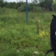 Descoperire macabră în Maramureș: au fost găsite rămășițe umane pe un câmp din Pribilești