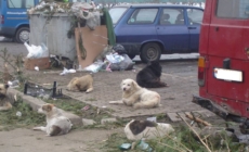 Primăria Ariniș anunță intervenție pentru gestionarea maidanezilor