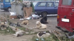 Primăria Ariniș anunță intervenție pentru gestionarea maidanezilor