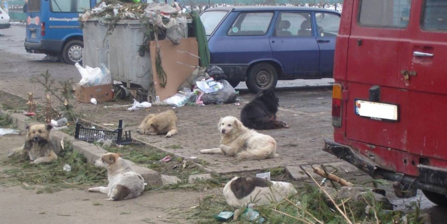 Primăria Ariniș anunță intervenție pentru gestionarea maidanezilor