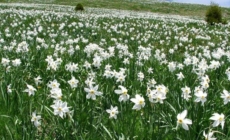 Trei zile de natură și tradiții la „Sărbătoarea Narciselor” din Repedea, Maramureș