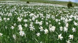 Trei zile de natură și tradiții la „Sărbătoarea Narciselor” din Repedea, Maramureș