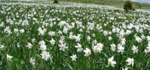 Trei zile de natură și tradiții la „Sărbătoarea Narciselor” din Repedea, Maramureș