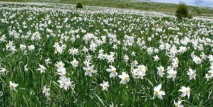 Trei zile de natură și tradiții la „Sărbătoarea Narciselor” din Repedea, Maramureș