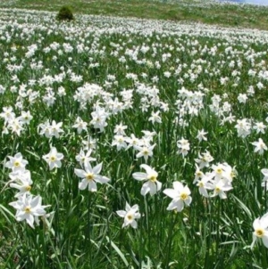 Trei zile de natură și tradiții la „Sărbătoarea Narciselor” din Repedea, Maramureș