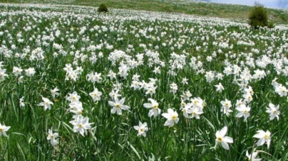 Trei zile de natură și tradiții la „Sărbătoarea Narciselor” din Repedea, Maramureș