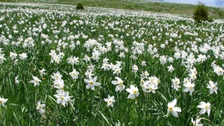 Trei zile de natură și tradiții la „Sărbătoarea Narciselor” din Repedea, Maramureș