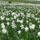Trei zile de natură și tradiții la „Sărbătoarea Narciselor” din Repedea, Maramureș