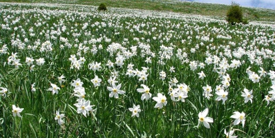 Trei zile de natură și tradiții la „Sărbătoarea Narciselor” din Repedea, Maramureș