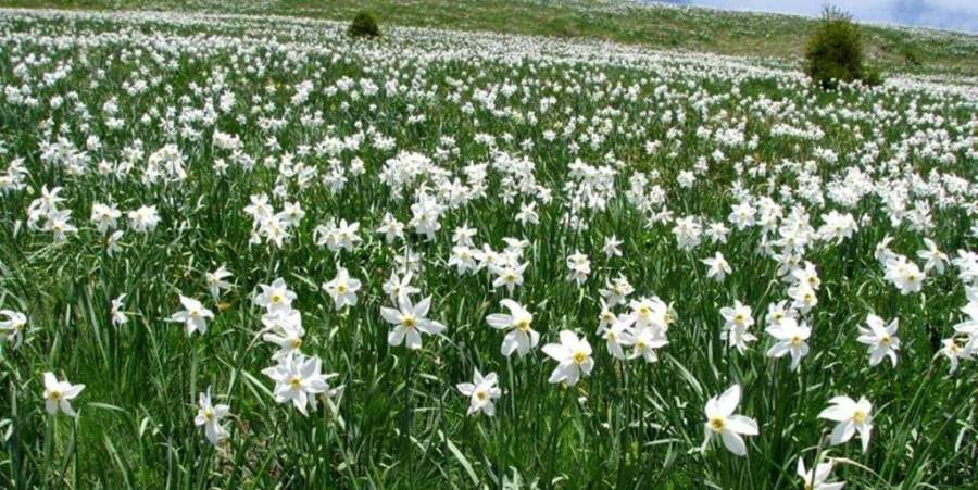 Trei zile de natură și tradiții la „Sărbătoarea Narciselor” din Repedea, Maramureș