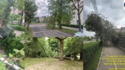 Apel al autorităților din Baia Mare: atenție la copacii doborâți de vânt!