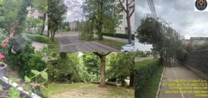 Apel al autorităților din Baia Mare: atenție la copacii doborâți de vânt!