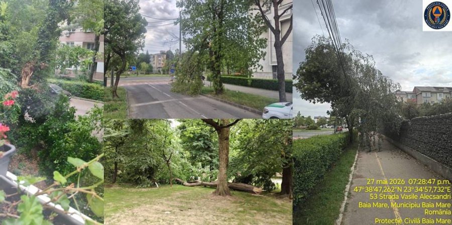 Apel al autorităților din Baia Mare: atenție la copacii doborâți de vânt!