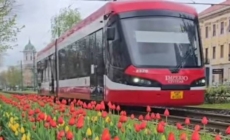 Transport public la prețul de 1 leu / 24 ore