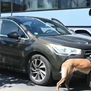 Peste 600 de sancțiuni contravenționale aplicate de polițiștii maramureșeni în minivacanța de 1 Mai