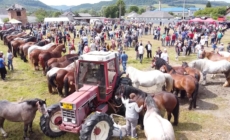 Târgul de Animale din Târgu Lăpuș va găzdui prima ediție a Expoziției de Animale