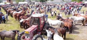 Târgul de Animale din Târgu Lăpuș va găzdui prima ediție a Expoziției de Animale
