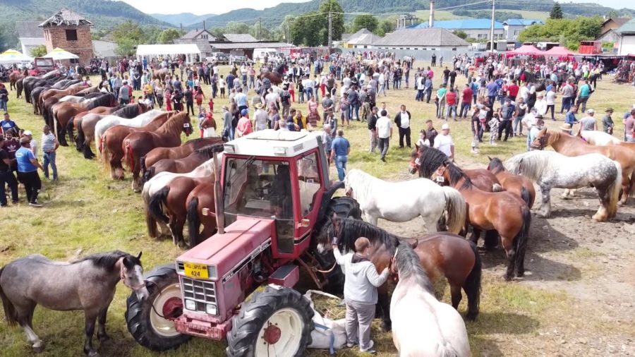 Târgul de Animale din Târgu Lăpuș va găzdui prima ediție a Expoziției de Animale