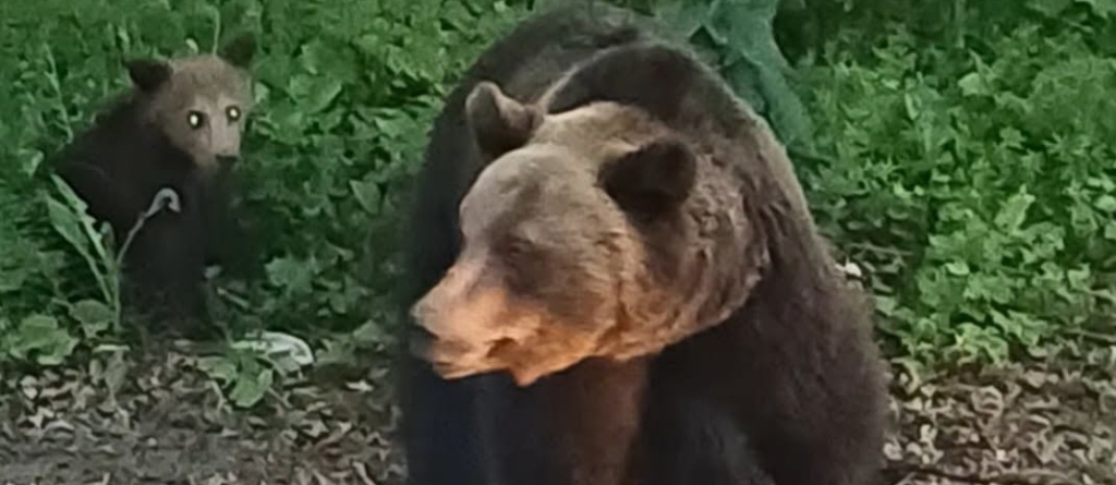 Ursoaică cu pui semnalată în zona acumulării Strâmtori–Firiza
