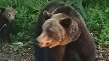 Ursoaică cu pui semnalată în zona acumulării Strâmtori–Firiza