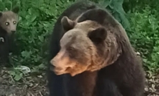 Ursoaică cu pui semnalată în zona acumulării Strâmtori–Firiza