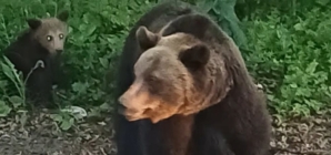 Ursoaică cu pui semnalată în zona acumulării Strâmtori–Firiza