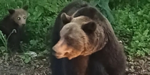 Ursoaică cu pui semnalată în zona acumulării Strâmtori–Firiza
