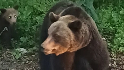 Ursoaică cu pui semnalată în zona acumulării Strâmtori–Firiza