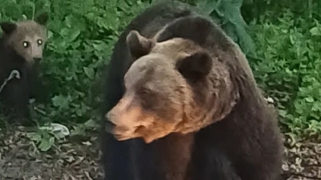 Ursoaică cu pui semnalată în zona acumulării Strâmtori–Firiza
