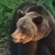 Ursoaică cu pui semnalată în zona acumulării Strâmtori–Firiza